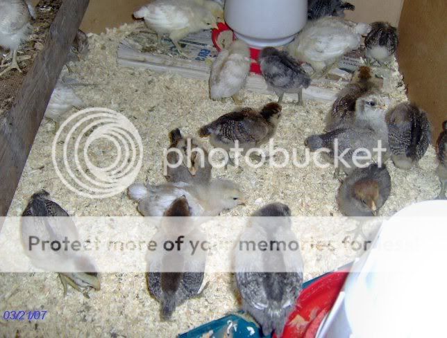 chicks2weeksold018.jpg