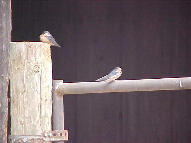 BabyBirds6-29-08.jpg