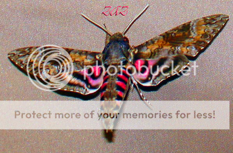 DSC000252bi.png