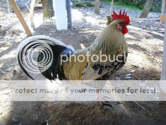 chicks010.jpg