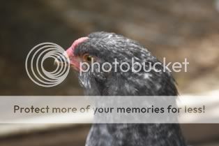 5262009chickens074.jpg