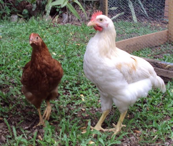 chook2b.jpg