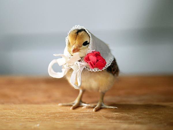 200x200px-ZC-8ca4ec0e_Chicksdressedup3.jpeg