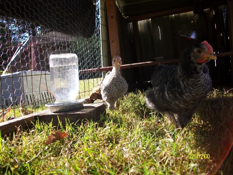 Chickens004.jpg