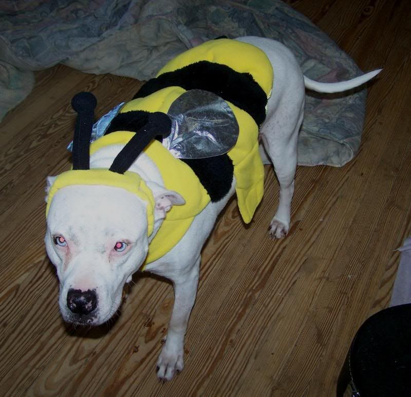 bee7.jpg
