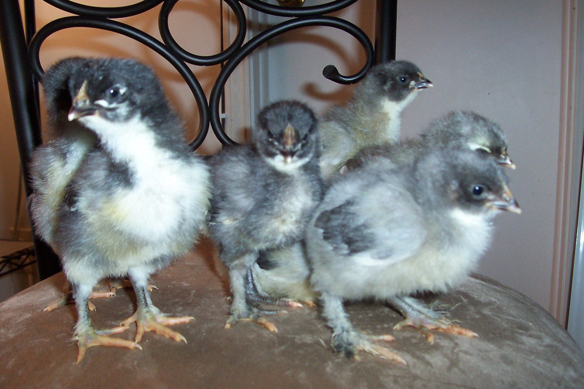 900x900px-LL-45487504_BlueCopperMarans.jpeg