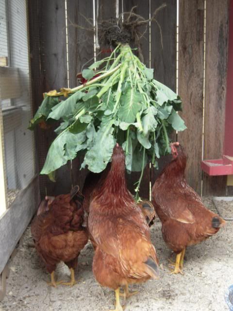 Chickens-2011-02-20-010.jpg