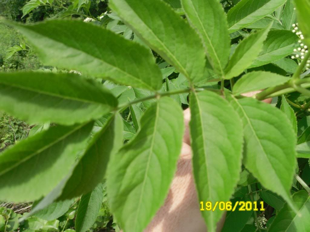 elderberry012.jpg