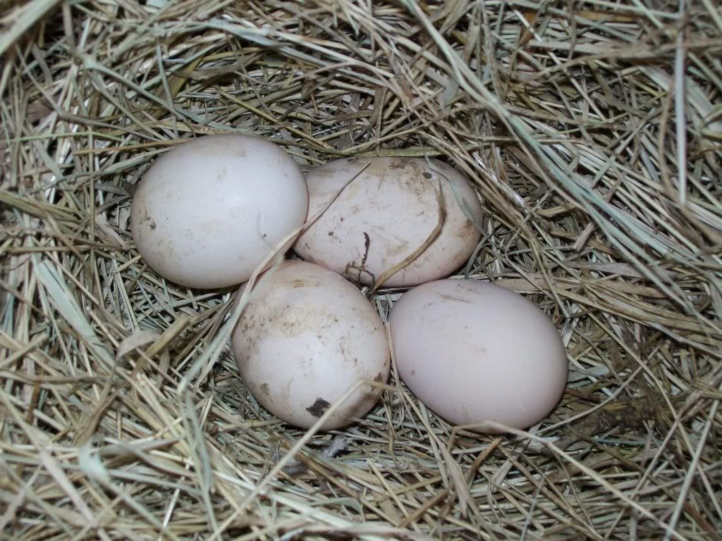 chickenfeb11034.jpg