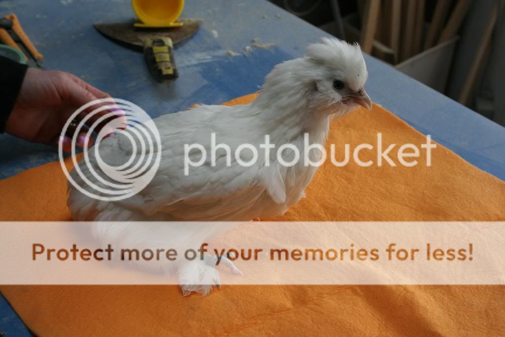chickenstuffpt3023.jpg