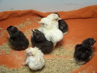 Chickens059.jpg