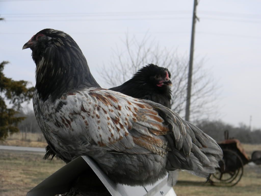 ChickPicks3244.jpg