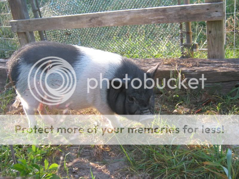 chicpics055.jpg