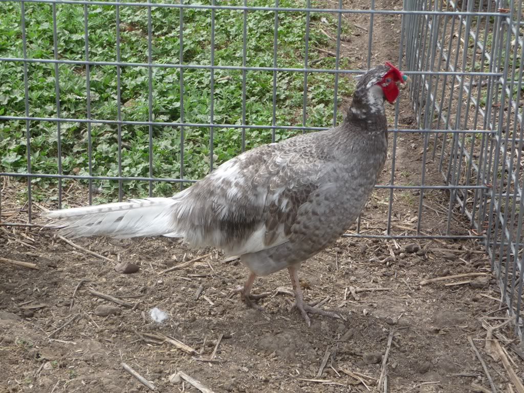 1bluepied.jpg