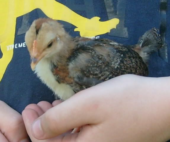 morebantychicks012.jpg