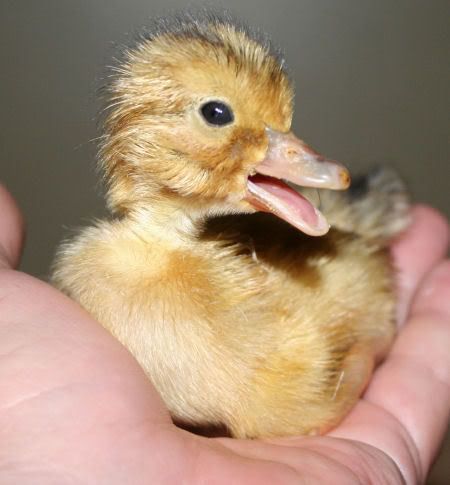 duck4.jpg