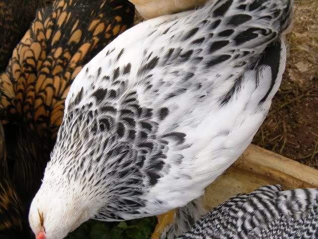 NewfuzzysandBantys017.jpg
