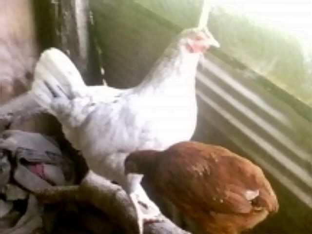 momschickens021.jpg
