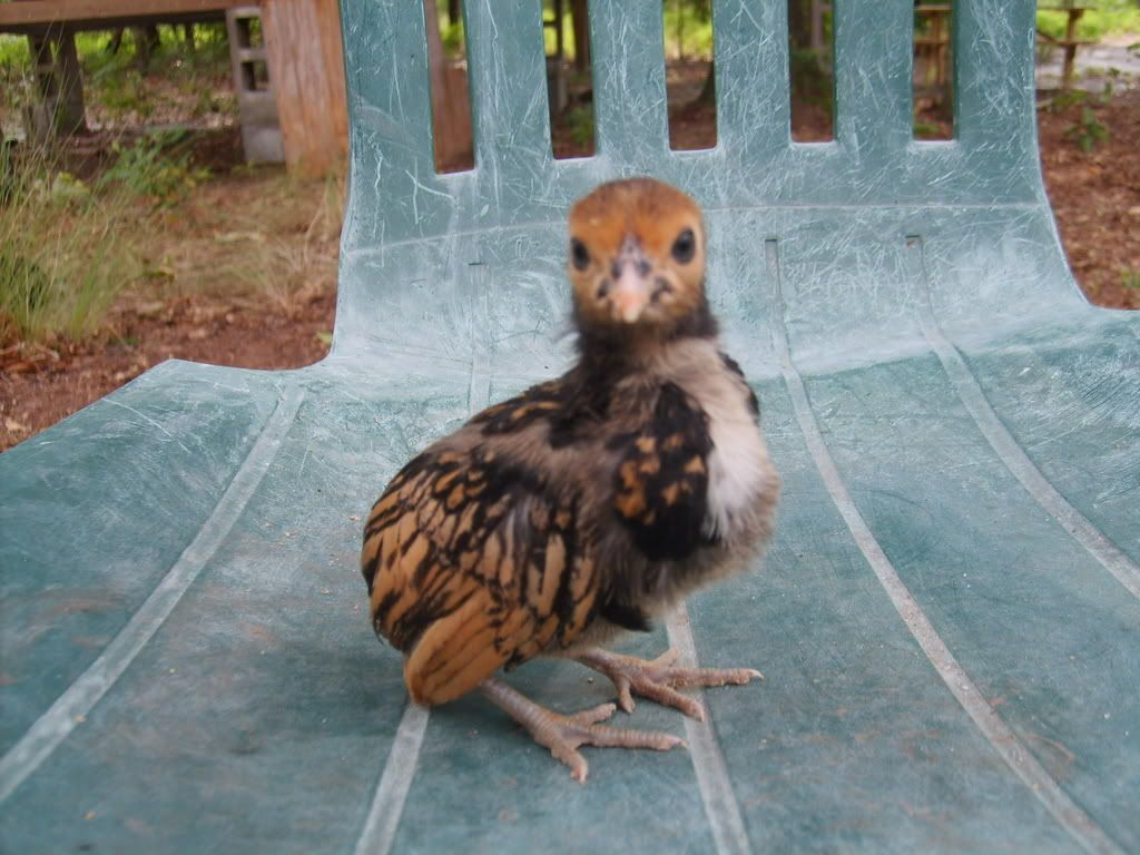 BrownFeather1.jpg