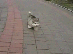 tumblr_ltg4egakXH1qcutlno1_250.gif