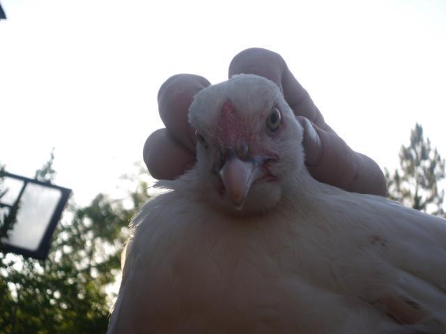 200x200px-ZC-8f752285_99767_chickens_new_008.jpeg