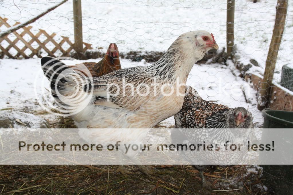 december10toJanuary11061.jpg