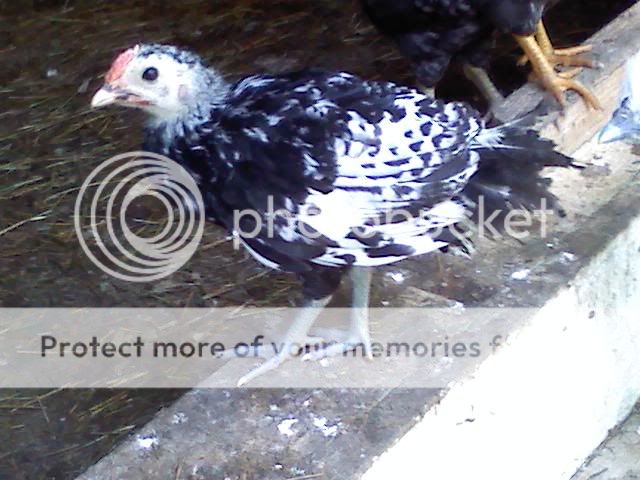 chicken3.jpg
