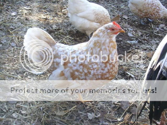 chicks019.jpg