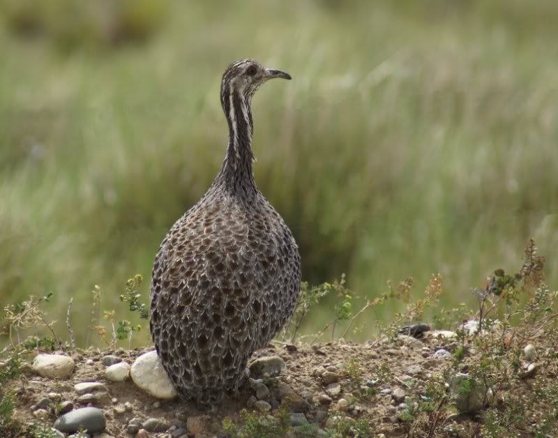 PatagonianTInamou.jpg