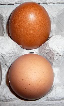 EggsforChicknfanatic.jpg