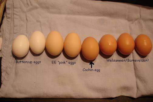 labeledeggs.jpg