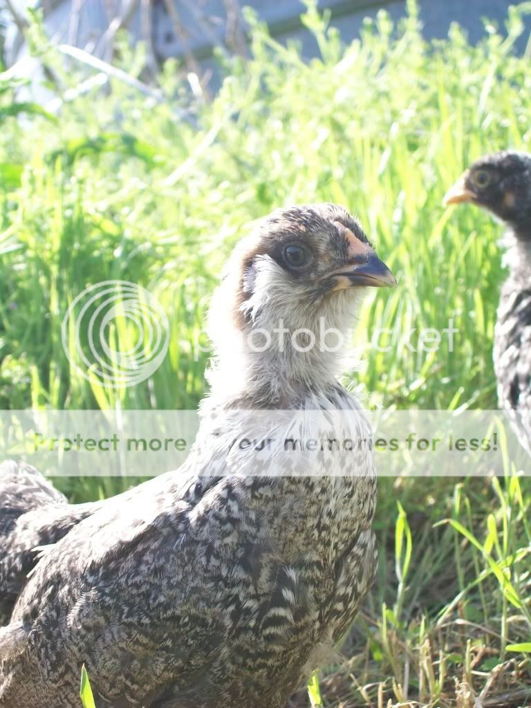 chicks2158.jpg