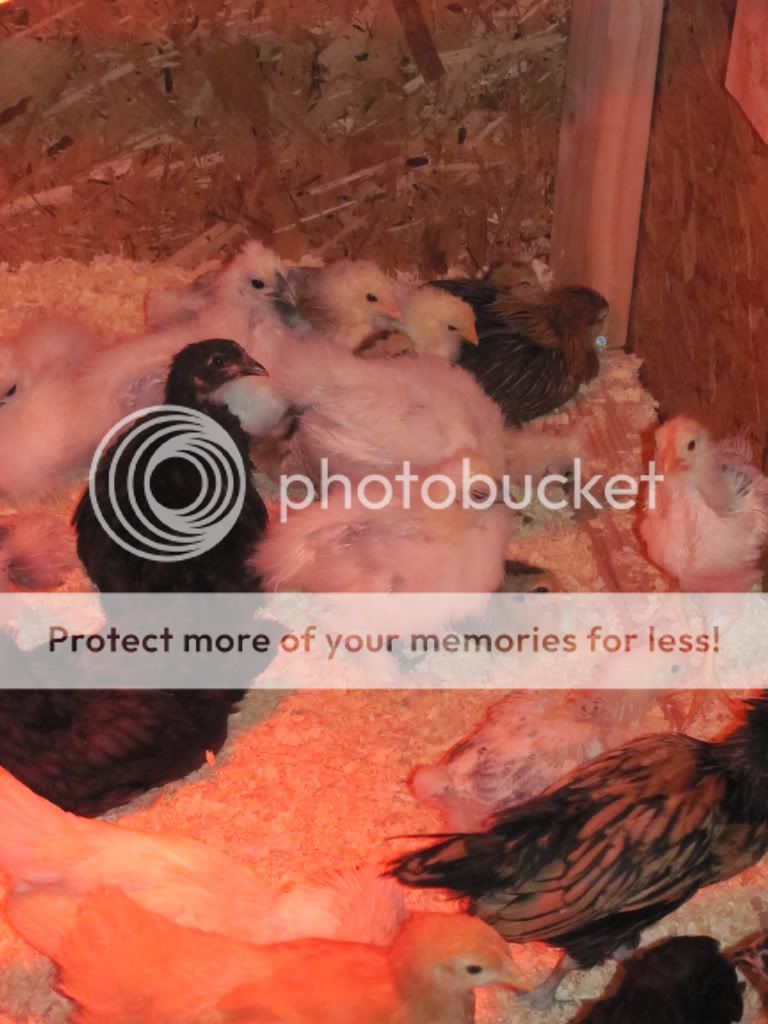 brooder6.jpg