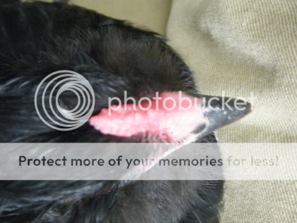 junocomb2.jpg
