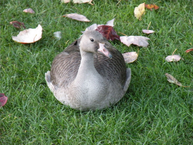 DSCN5318.JPG
