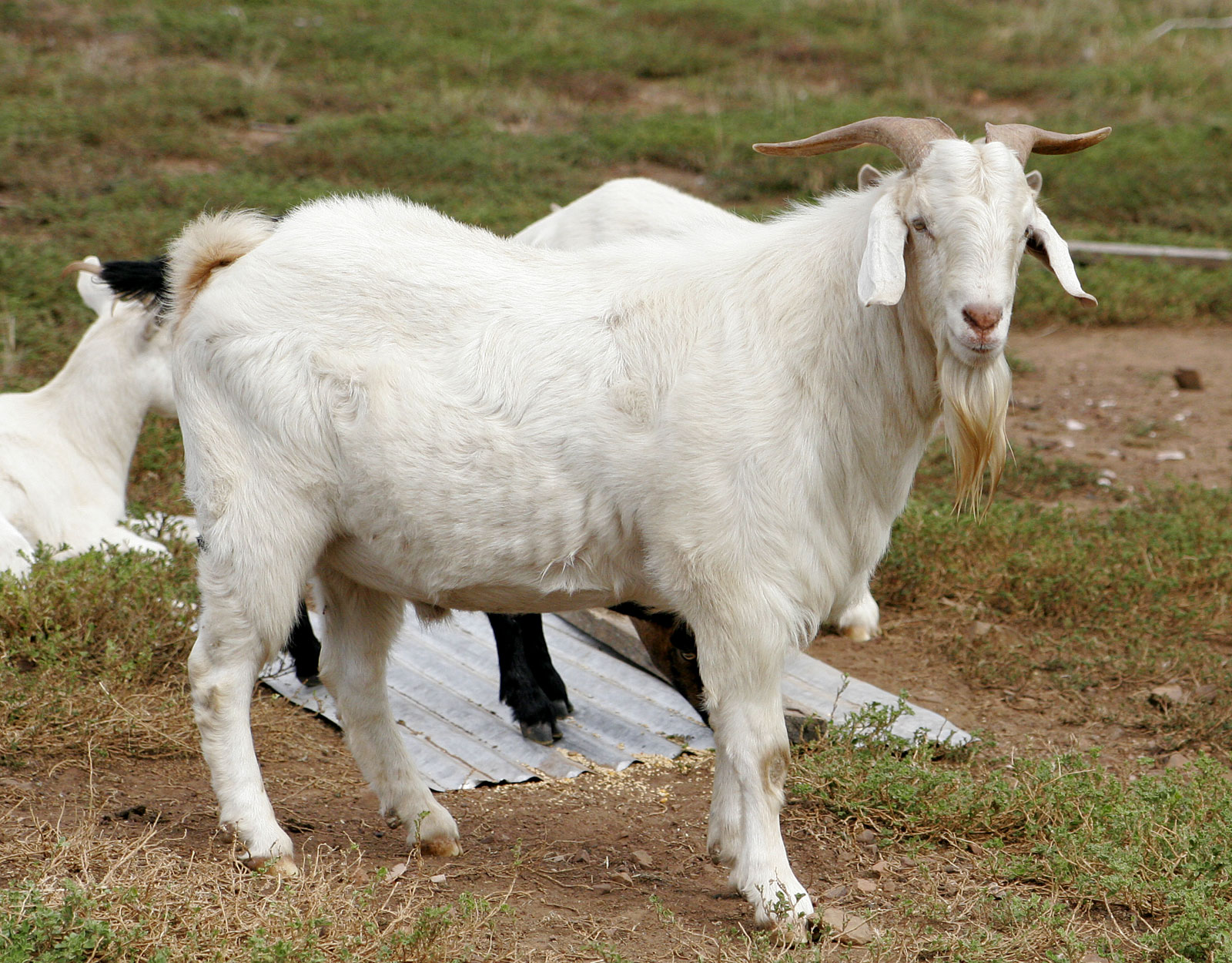 Billy_goat.jpg