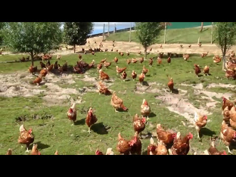 0.jpg