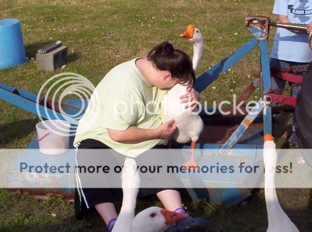 GooseGoose003.jpg
