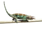 buy-werners-chameleon.jpg