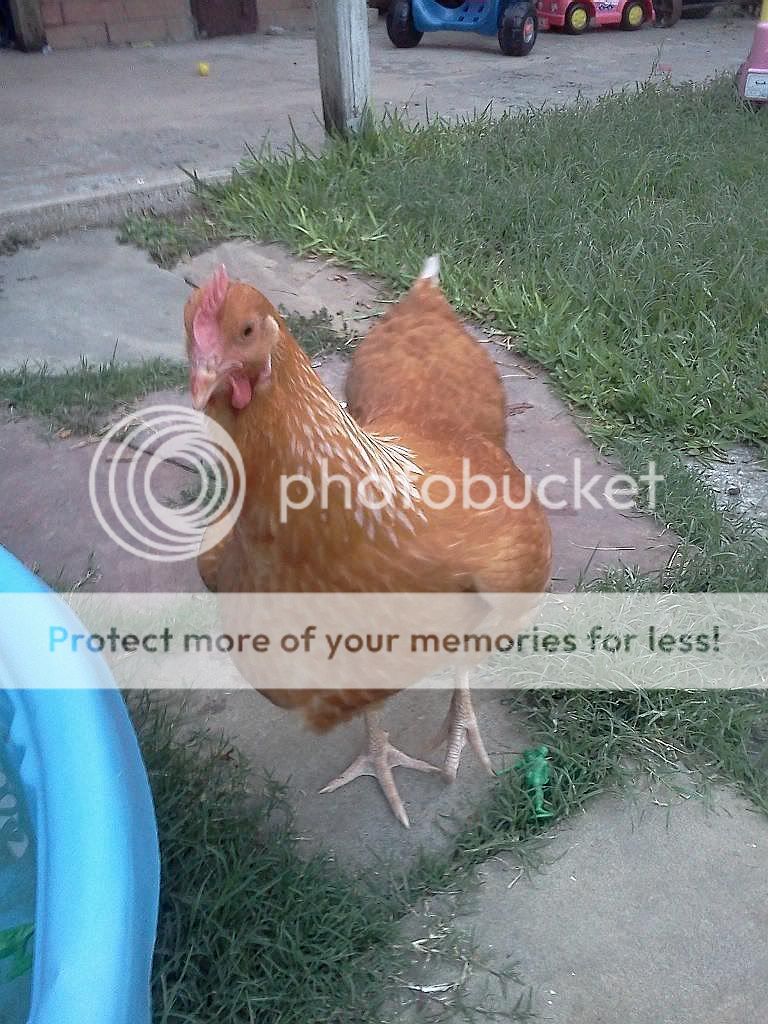 Cinammon2.jpg