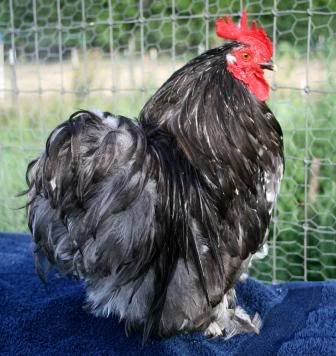 chickens-beforeLCF052.jpg
