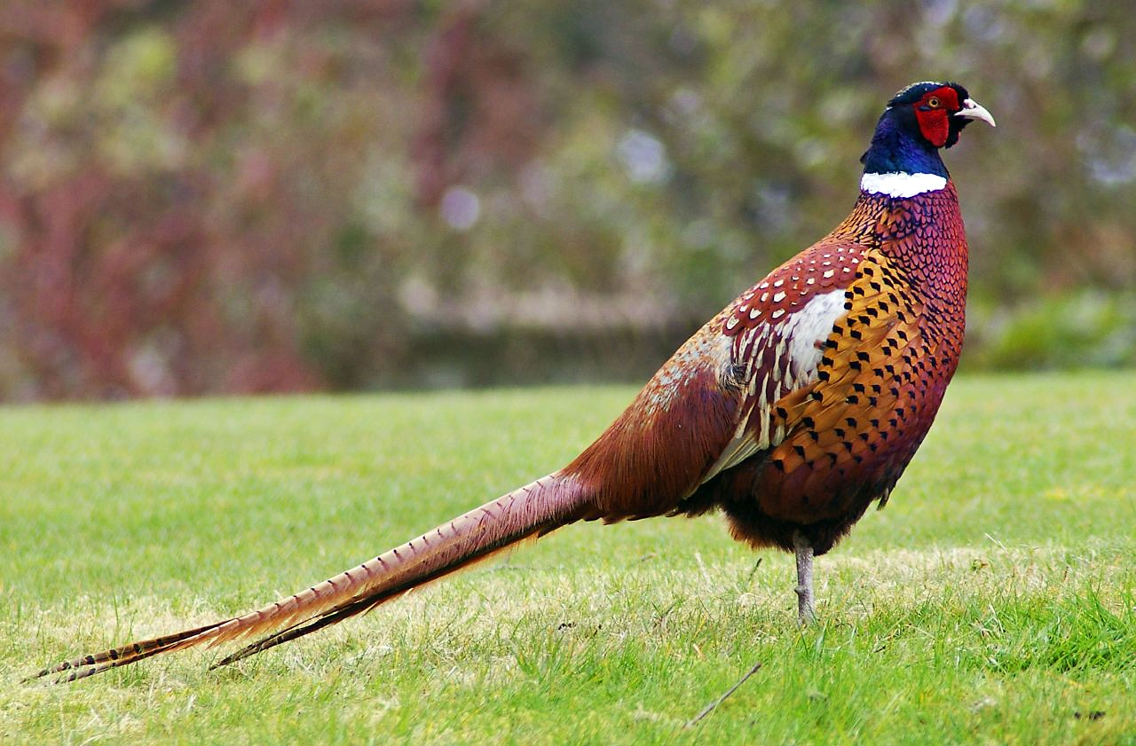 Pheasant.jpg