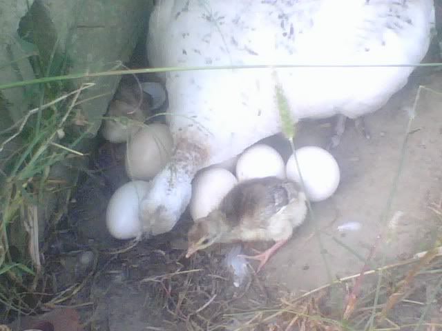 peahenandchicks2.jpg