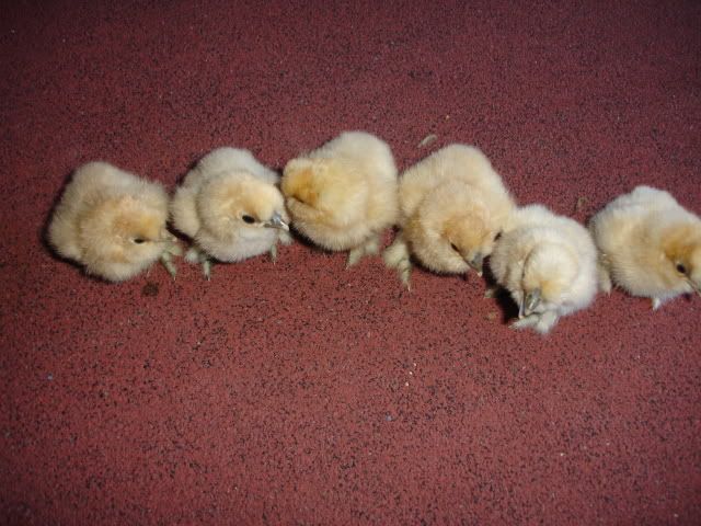 CHICKSSSSS017.jpg