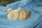 DSC_0012-1.JPG