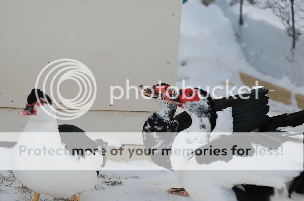 DSC_3736.jpg