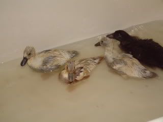 September232010020.jpg
