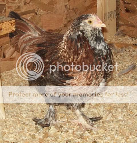 faverollepullet.jpg