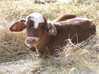 1417_dominosbabies_001.jpg