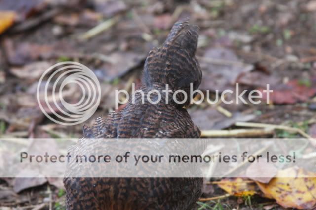 rdbrbacktail.jpg